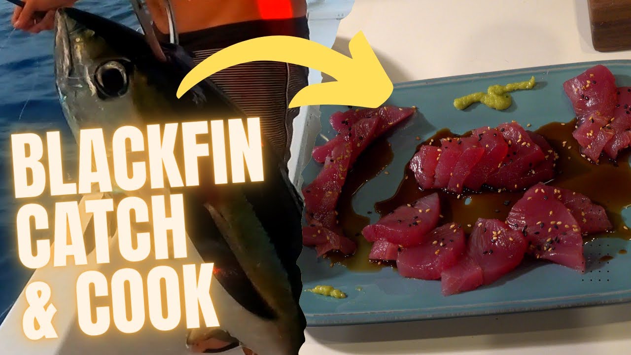 Catching and Cooking a fresh Blackfin Tuna YouTube