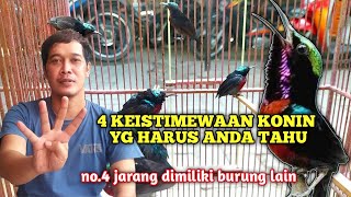 4 Kelebihan KONIN dibanding Jenis Kolibri lainnya ‼️