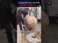 ハチたちはいつも異常な形をした巣箱を作り