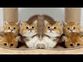 こんなに愛らしい子猫たちがいるなんて信じられない♥