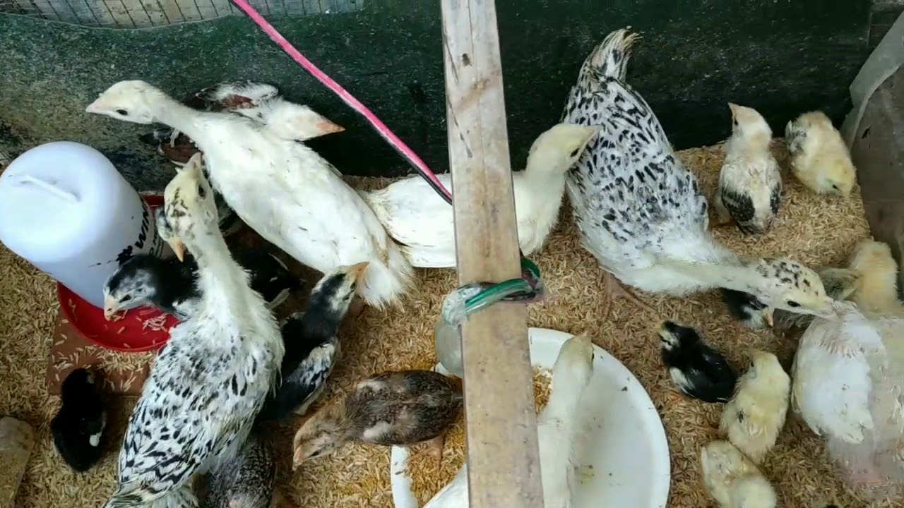 AYAM KALKUN EPISODE 01 