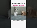 爆睡中の子犬を発見した子猫の反応がかわいすぎた #子犬 #子猫 #癒される