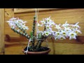 Dendrobium pendulum - Hoàng thảo Trúc Phật Bà