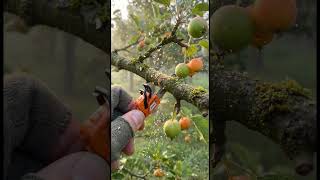 Small orange wood cutting machine  #WoodworkingProjects #toollovers