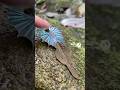 Sauria iridescent: Leaf-mimicking lizard with a concealed iridescent dorsal fan.