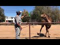 Camel Training The Easy Way: First tie out session