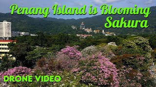 Penang Island 2023 / Development / Building / Condo / Tecoma Trees / Japan Sakura Drone Aerial Video