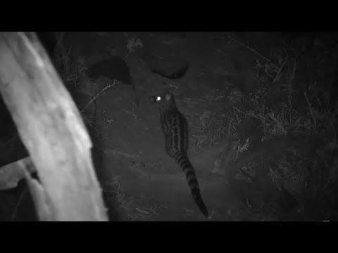 June 8 2022 Night Genet Heads West Around Midnight Returns East Hours Later At Olifants River