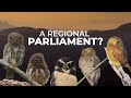 A regional parliament of owls