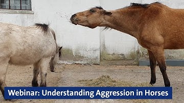 Webinar: Understanding Aggression in Horses