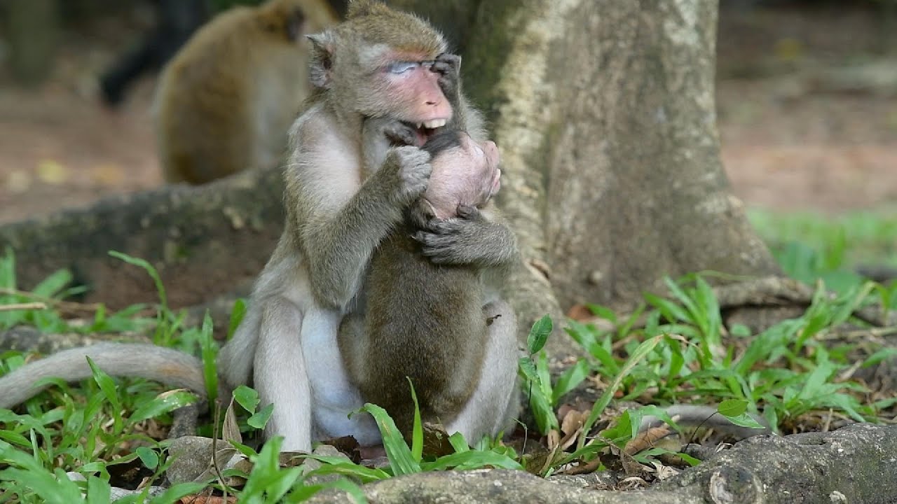 Monkey Nanda The mother does not breastfeed her child. #91  