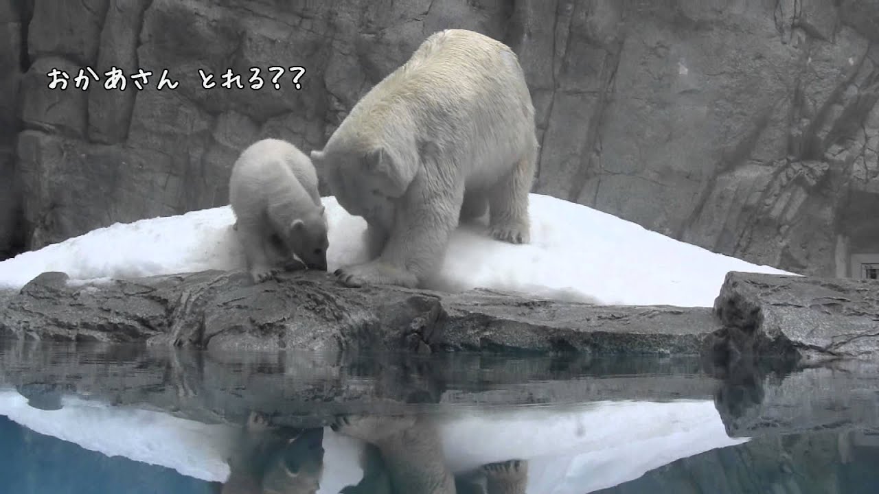 【男鹿水族館GAO】クルミとミルク(166日齢)