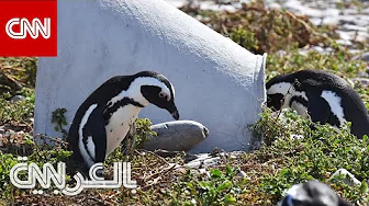 إنقاذ البطريق الإفريقي من خطر الانقراض بطريقة مبتكرة.. ما هي؟