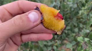 Blue Byrd Plum Taste Test