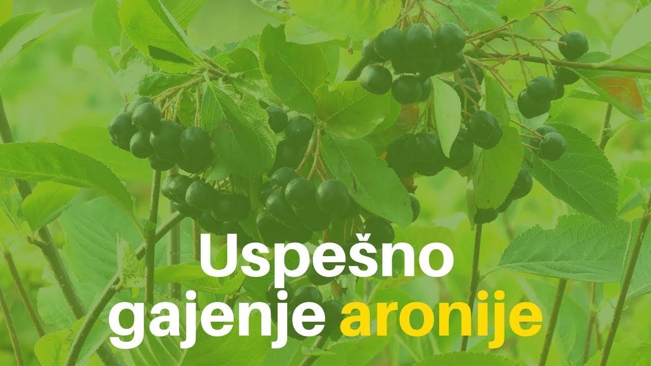 Sve što treba da znate za uspešno gajenje aronije