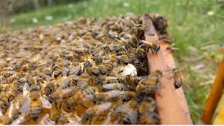 Eylül Ayında Ana Arı Çiftleşirmi ? Baldan Sonra Güçlü Kovanları Bölün Çiftleşir I Icılık