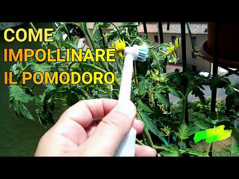 Video: Come Impollinare I Pomodori In Serra