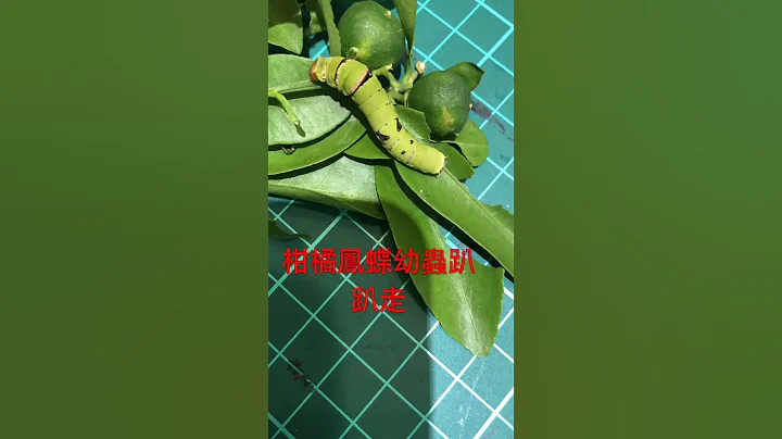 柑橘鳳蝶幼蟲趴趴走 - 天天要聞
