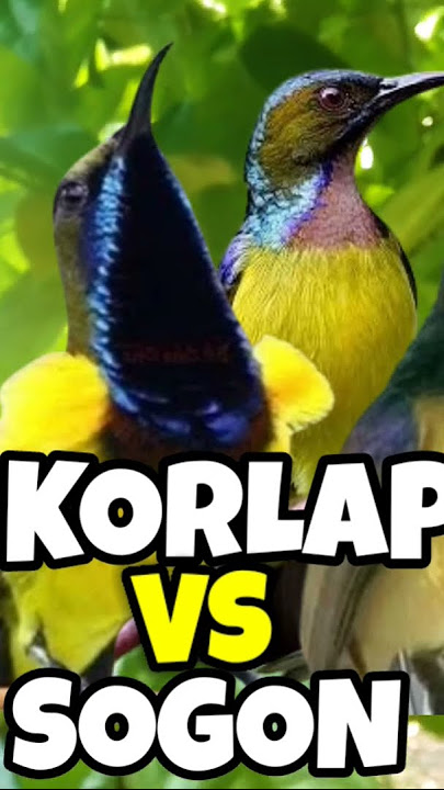 suara pikat sogon vs korlap paling ampuh. #suarapikatsogon #suarapikatampuh #shorts