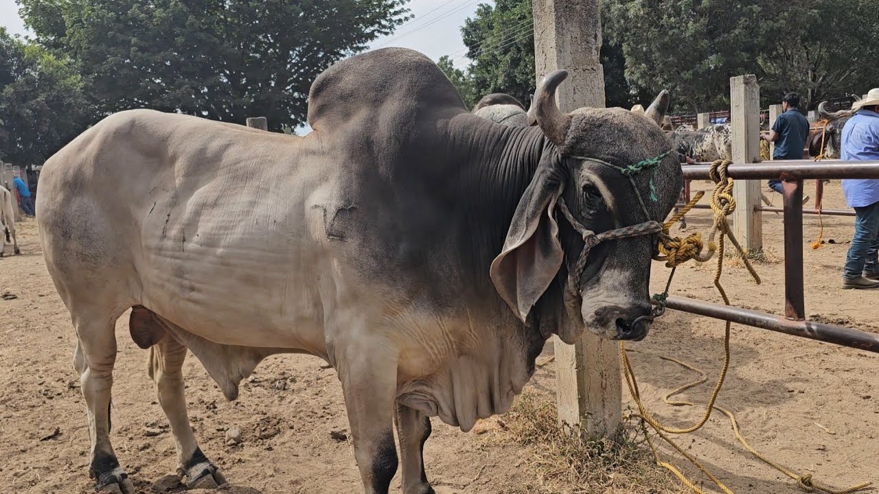 Mercado ganadero san antonino castillo velasco oaxaca méxico #toros #vacas #caballos #yeguas #becerr