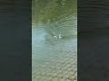 combat pencil コンバットペンシル エバーグリーン ルアーアクション ペンシルベイト ever green bass fishing lure action