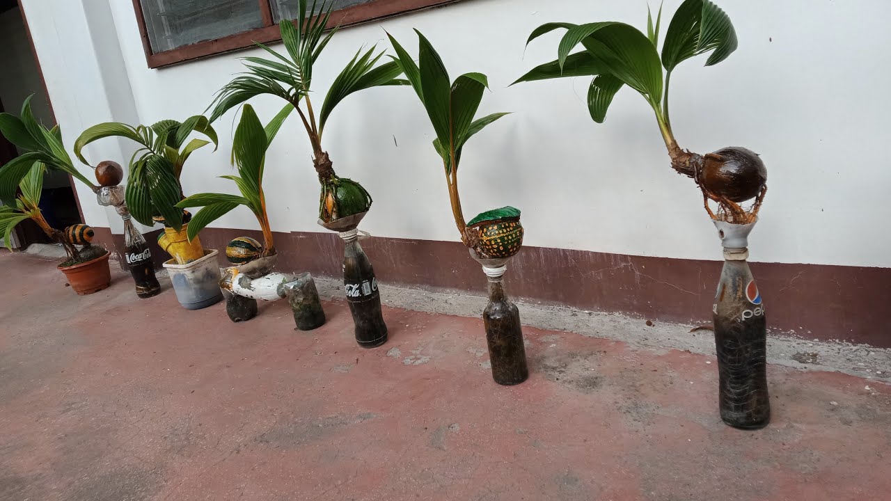 bonsai guys.update YouTube