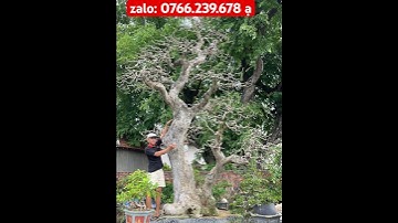 lộc vừng khủng chia sẻ anh em #bonsai #caycanh #youtubeshorts #viral