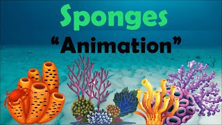 SPONGES | Biology Animation