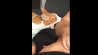 Cat Playing Rough With His Owner