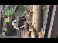 Panda, pandita comiendo en Japón. Parque Ueno tokyo