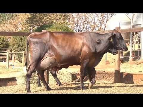 LOTE 15   74  23   2º LEILÃO VIRTUAL DA FAZENDA SANTO AMARO   DIA 28 DE AGOSTO   14HS REMATEWEB PLUS