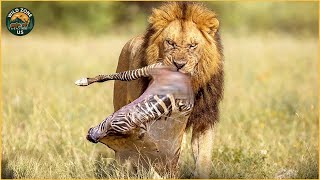Most Ruthless Moments of Predators Hunting Baby Animals | Animal Fights