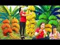 Harvesting 1000 Kg of Giant Ripe Bananas and Sharing with Fellow Countrymen💖 | Farm Life Tropics