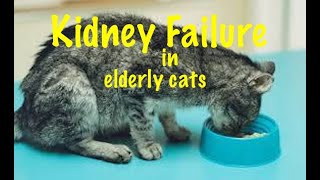 Kidney/Renal Failure in cats