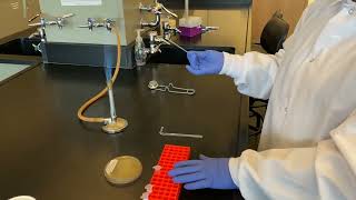 Picking Bacterial Colonies