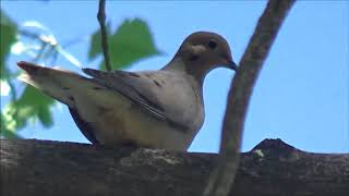 Zenaida Dove