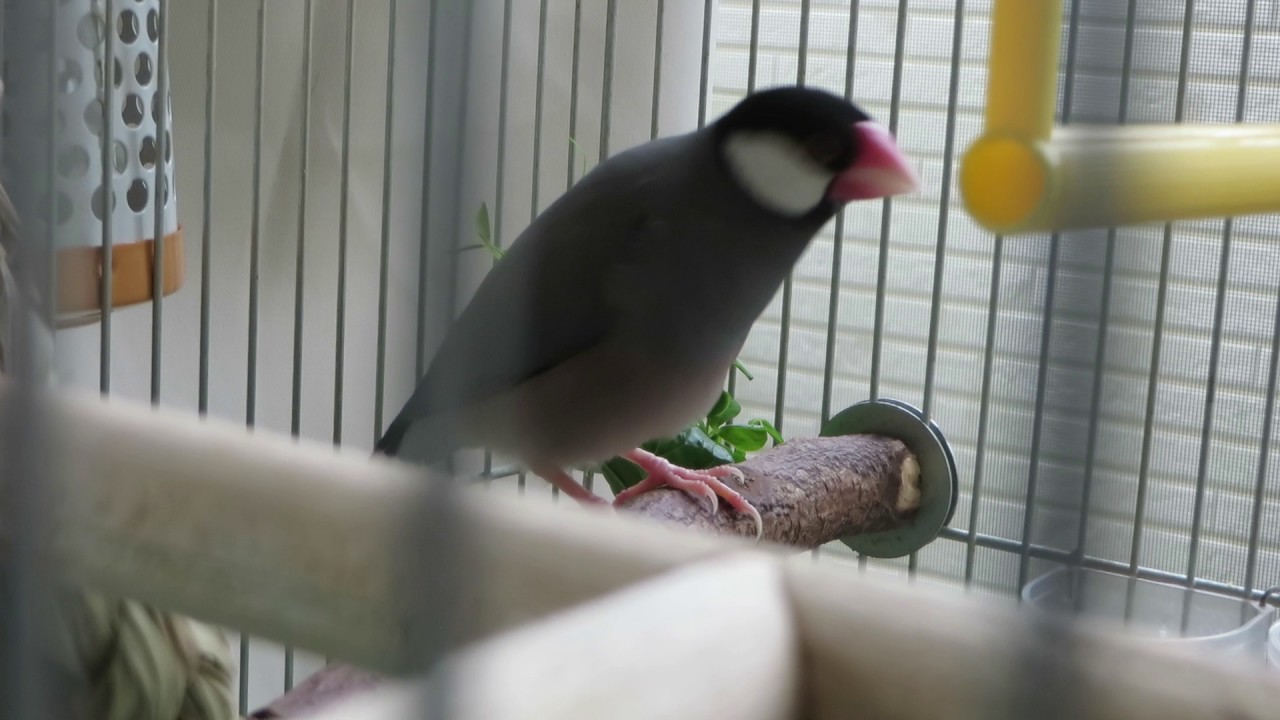 天才ヒノのさえずり 雀坊の納戸 文鳥動向の備忘録 楽天ブログ