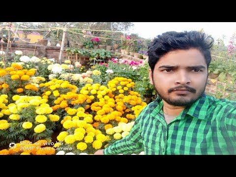 video to gif JANGIPUR FLOWER SHOW