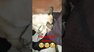 the reaction of my dog Cesar when our cat MICKEY died ? مات صديقه القط و يحاول ايقاظه