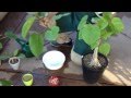 観葉植物( フィスカスウンベラータ )の挿し木