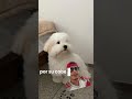DÍA 46 HABLANDO DE PERRITOS #perritos