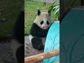 Panda Xiao Yueyue Is Hiding to Eat Her Favorite Fruit! Too Cute to Handle 🐼