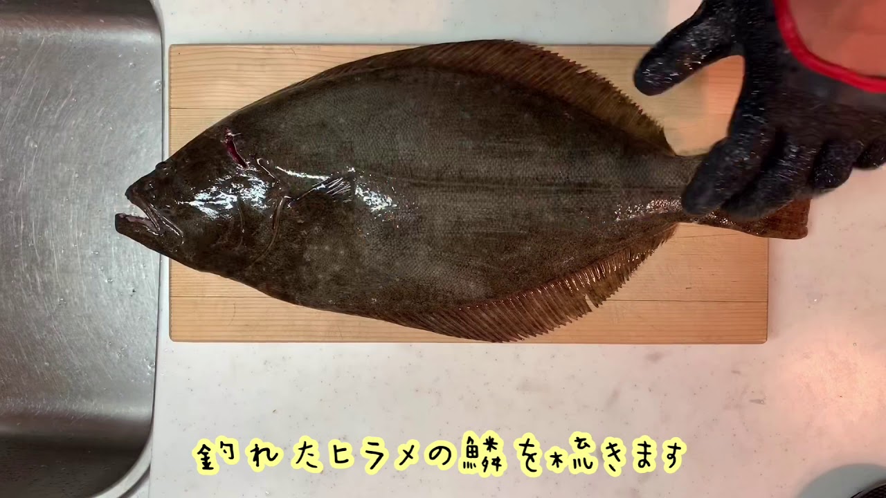 ふじもんのさかなめし ヒラメの梳き引き 片面 Youtube ふじもんのさかなめし ヒラメの梳き引き 片面 Youtube