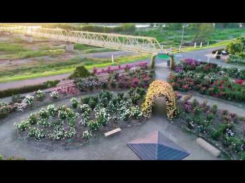 さかき千曲川バラ公園 空撮 Youtube さかき千曲川バラ公園 空撮 Youtube