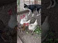 Chicken(s) Salad