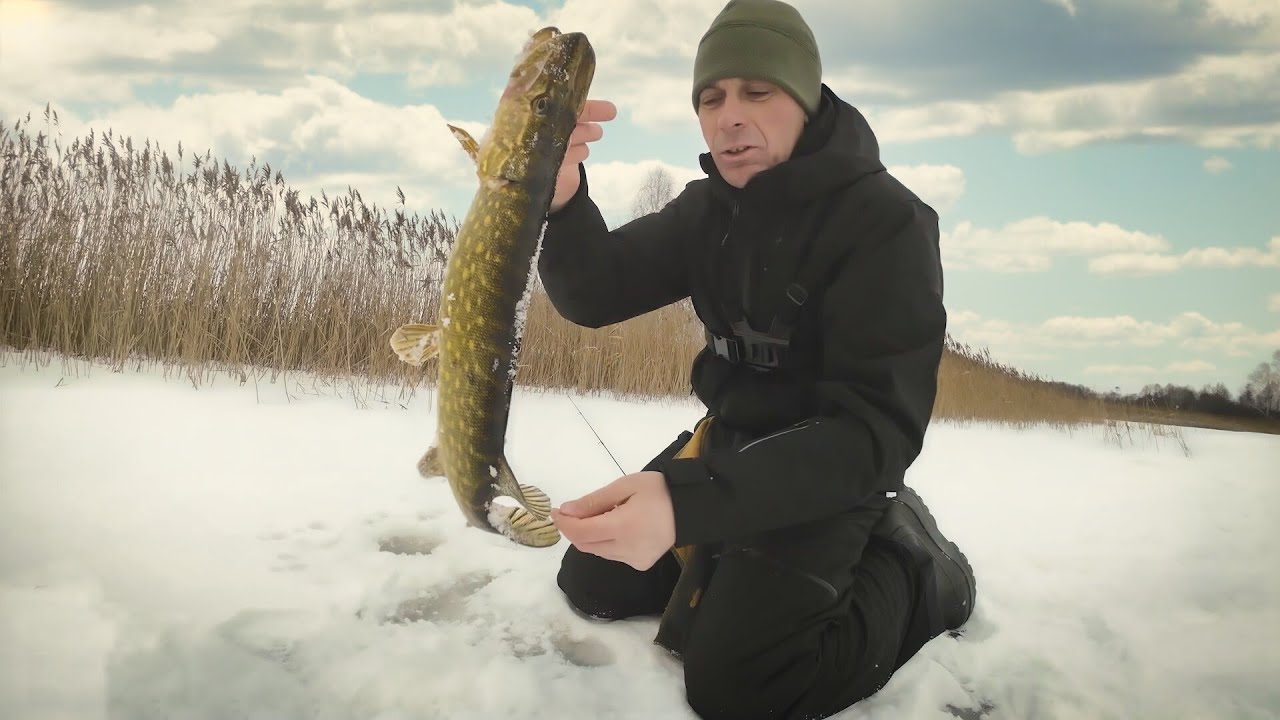 Idealus Ežeras Lydekoms. Gaudau Balansyrais, ne Vibais. Ir vėl žūklė ant Ledo. Sezonas tęsiasi!