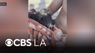 A teenager jumps into action and rescues a dog from the ocean in Orange County.