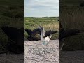 不思議な青い足の鳥 #動物