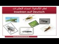 تعلم الالمانية اسماء الحشرات Insekten Auf Deutsch تعلم الالمانية اسماء الحشرات Insekten Auf Deutsch