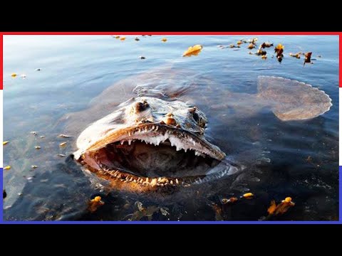 Video: De Gevaarlijkste Roofdieren Van De Zeeën En Oceanen - Alternatieve Mening